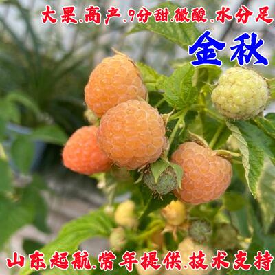 双季黄树莓苗金秋果野生果树苗