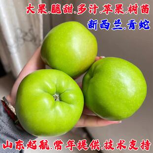 新西兰青蛇果苹果树苗矮化盆栽地栽特大脆甜青苹果苗南方北方种植