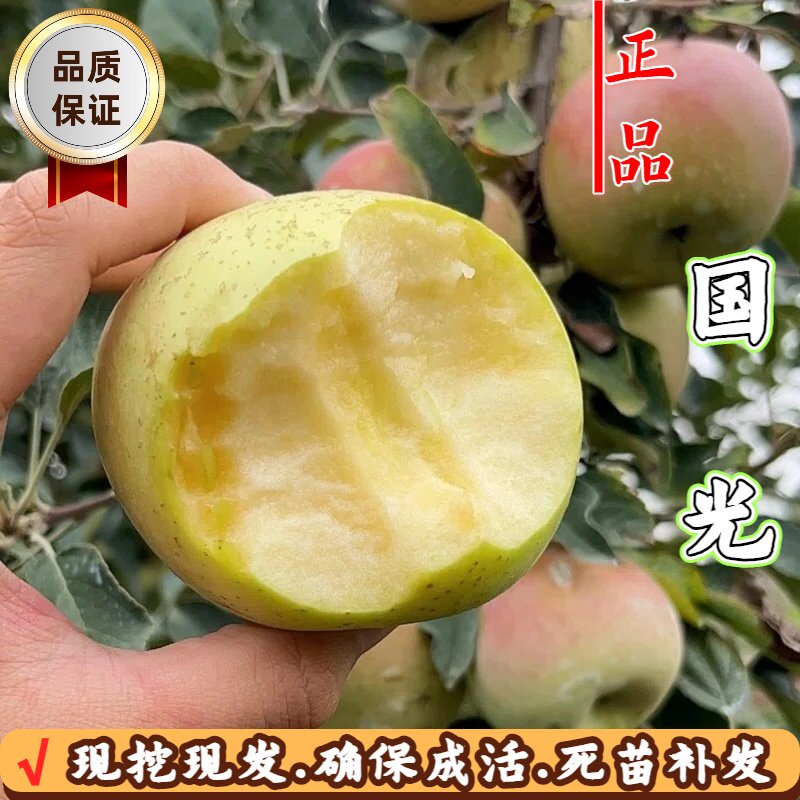 矮化国光苹果树苗嫁接酸甜盆栽苗图片