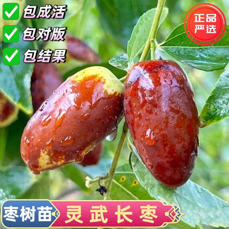 正宗灵武长枣树苗特大嫁接耐寒枣树苗活苗冬枣冰糖大枣枣子果树苗