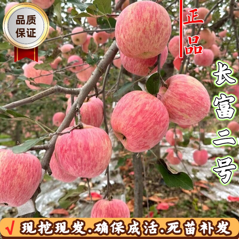 嫁接晚熟矮化脆甜红富士苹果苗图片