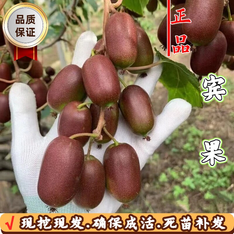 宾果软枣猕猴桃树苗耐寒结果好苗图片