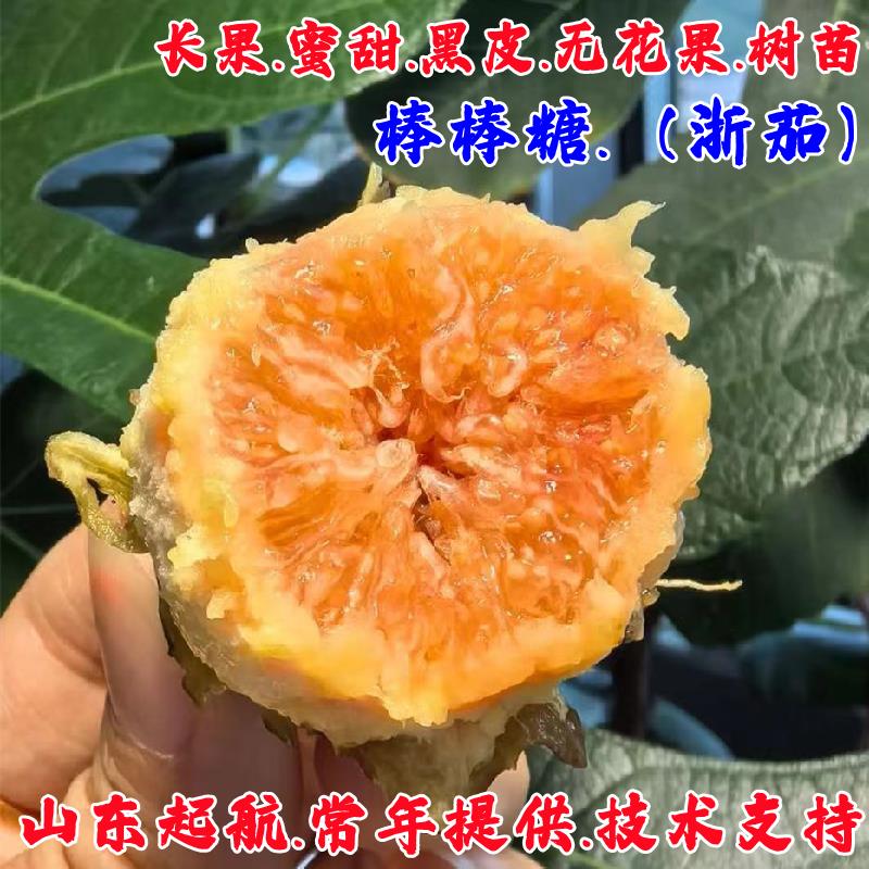 浙茄无花果树苗特大矮化盆栽果树图片
