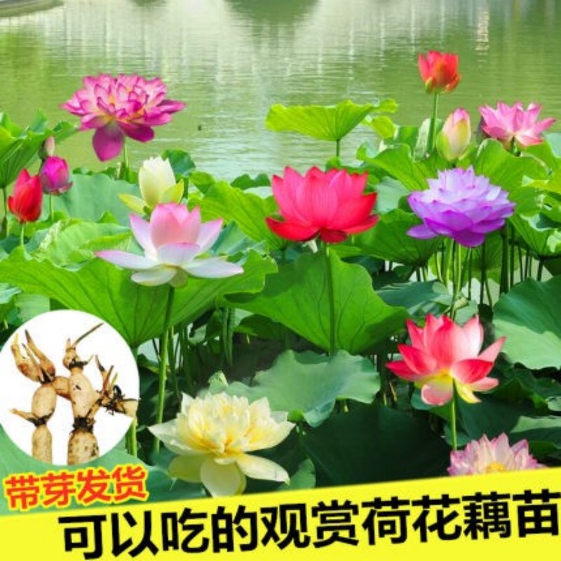 荷花盆栽种根苗室内外四季开花