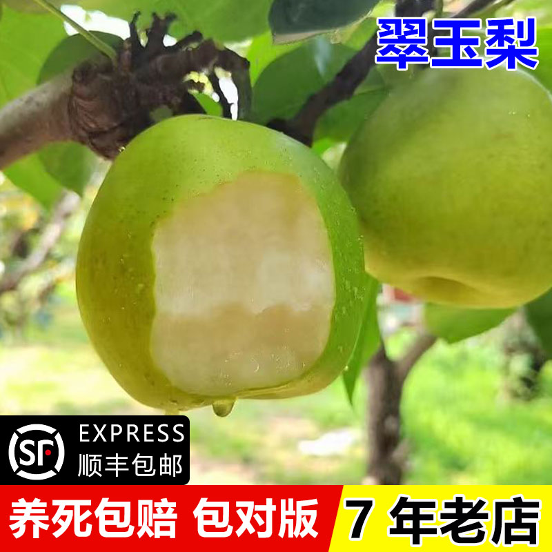 翠玉梨树果苗嫁接早熟梨树苗图片
