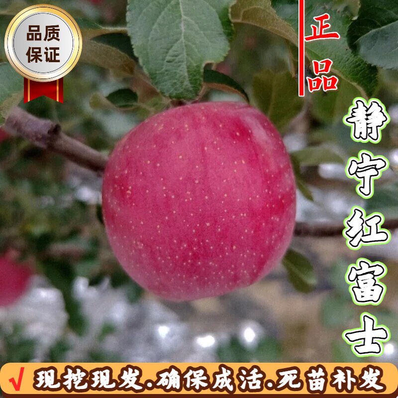 静宁红富士矮化脆甜苹果树苗图片