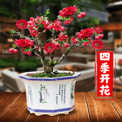 重瓣海棠花盆栽树苗景老桩卉