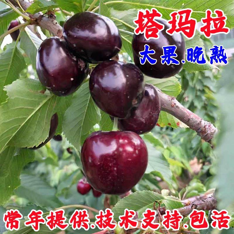 晚熟塔玛拉大樱桃苗嫁接特大车厘子树苗庭院盆栽南北方四季种植苗,鲜花速递/花卉仿真/绿植园艺,果树,淘宝优惠券,粉丝福利购,淘宝优惠卷