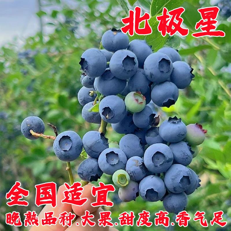 北极星甜蓝莓树果苗带土果树苗