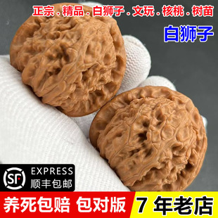 三角白狮子文玩核桃树苗苹果园狮子头核桃苗南北方种植当年结果苗