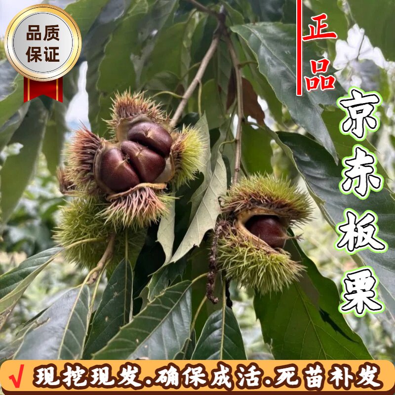 京东板栗树苗嫁接矮化大果盆栽苗图片