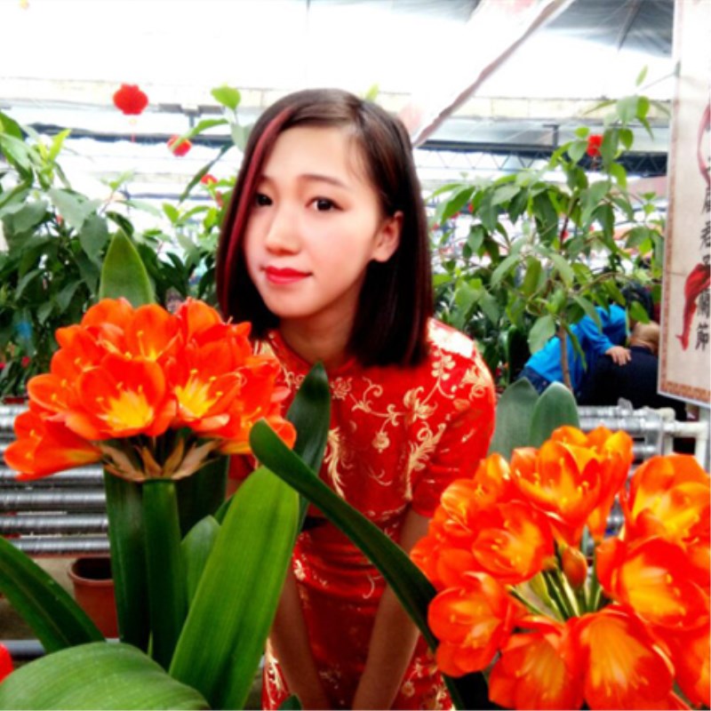 四季君子兰盆栽带花苞小苗盆栽图片