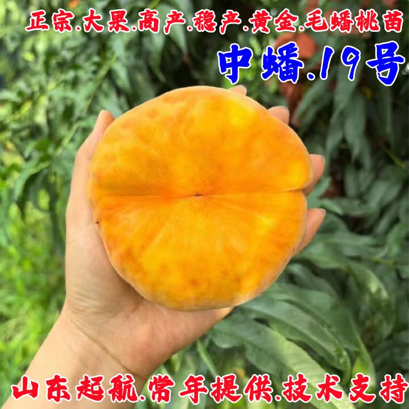 嫁接蟠桃树苗南北方四季种植结果