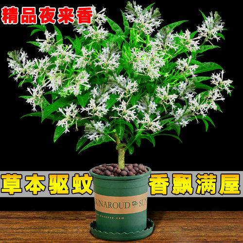 夜来香花树苗盆栽九里卉室内