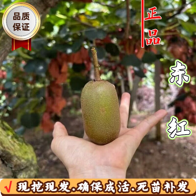 东红猕猴桃树果苗耐寒四季结果苗图片