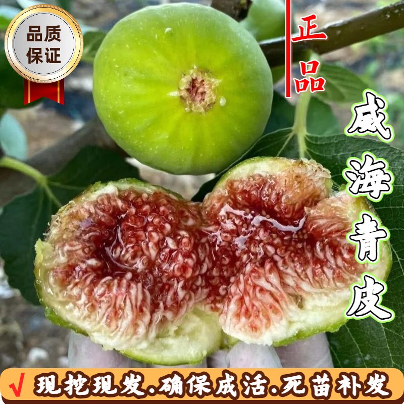 耐寒无花果树苗阳台盆栽糖包子威海青皮无花果树苗南北方地栽种植