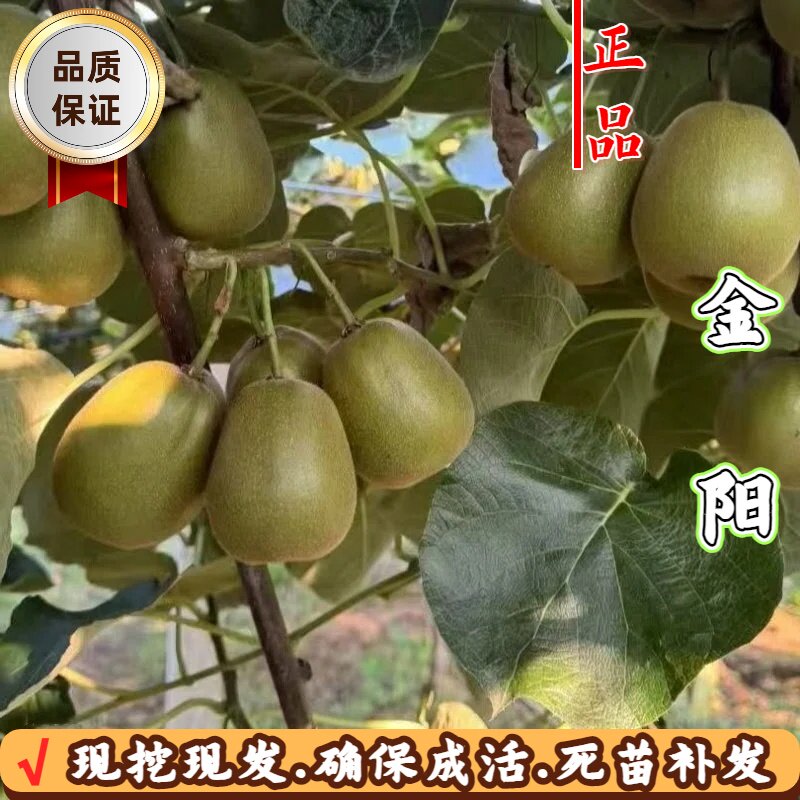 金阳黄心猕猴桃树苗耐寒南北适栽图片