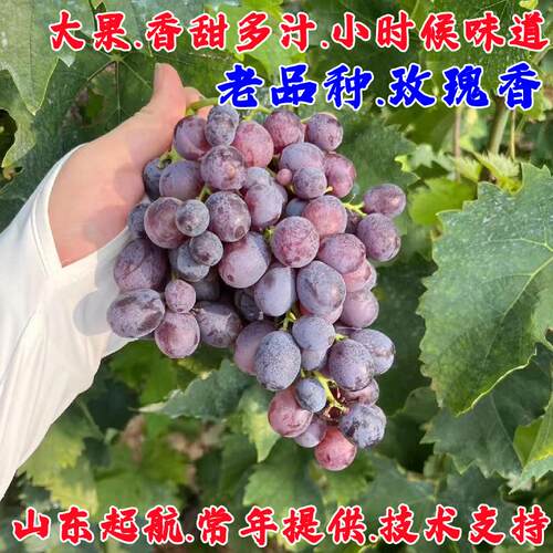 玫瑰香葡萄树苗四季种植果树苗