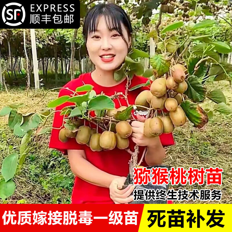 猕猴桃树果苗公母同株南北方种植图片