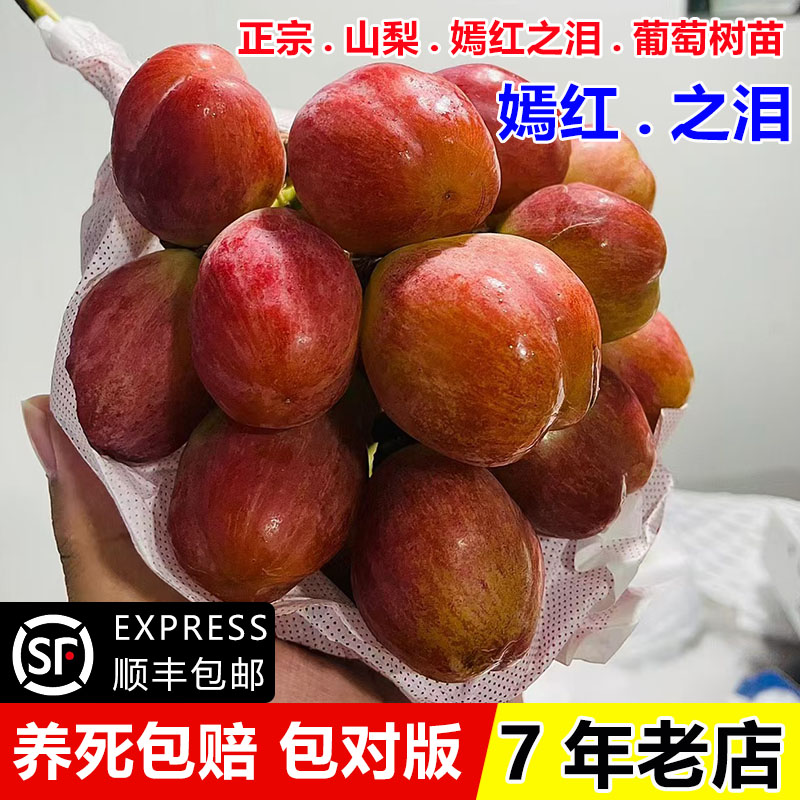 无籽嫁接爬藤葡萄树苗特大红提苗