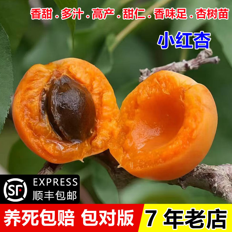 新疆小红杏树苗嫁接甜仁吊干杏苗庭院盆栽杏子树南方北方四季种植