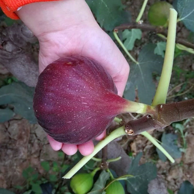 波姬红无花果树苗皮四季盆