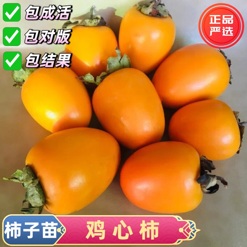 嫁接无核鸡心柿子树苗耐寒果树苗图片