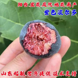 紫色波尔多无花果苗阳台室内盆栽耐寒无花果树南方北方种植果树苗