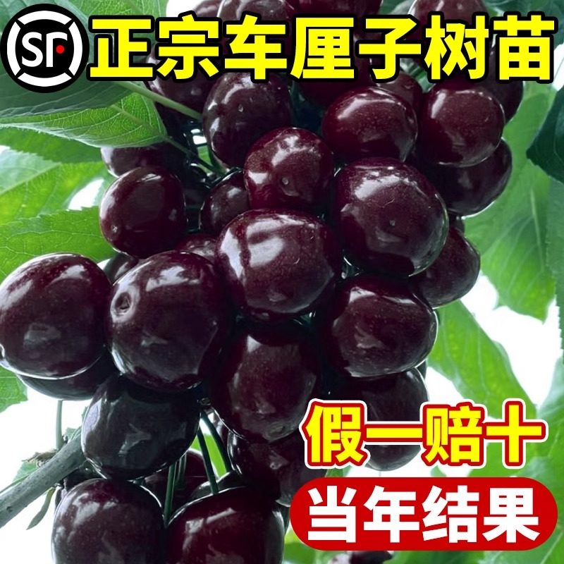 车厘子树苗樱桃树果苗四季种植苗