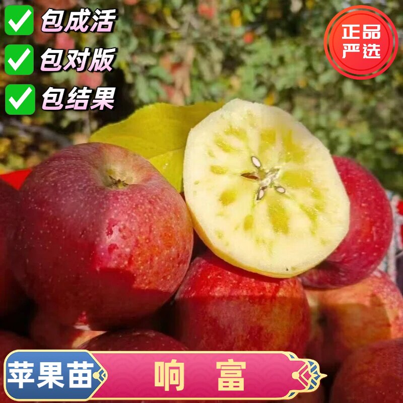 特大响富苹果树苗嫁接抗寒耐冻红脆甜红富士苹果苗盆栽地栽果树苗