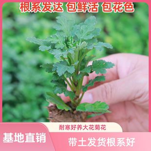 菊花苗盆栽秋菊大花耐寒室内外庭院种植好养活重瓣菊四季种植花卉