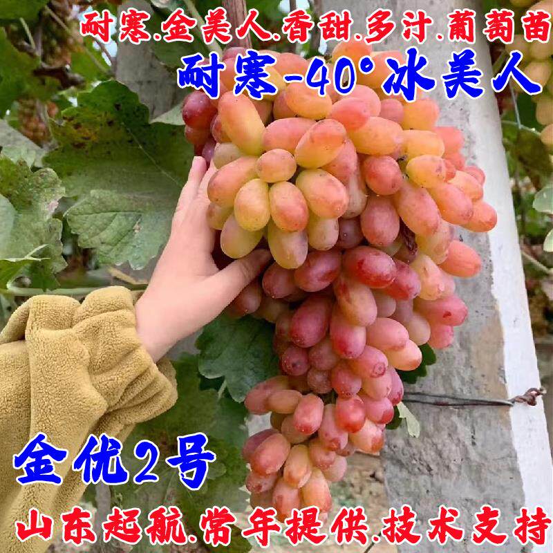 嫁接耐寒冰美人葡萄树苗盆栽无籽耐寒红提葡萄树南北方四季种植苗