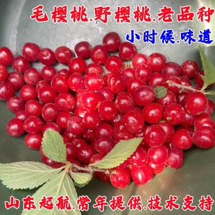 老品种毛樱桃树苗野生山樱桃苗盆栽矮化果树苗南北方四季种植结果