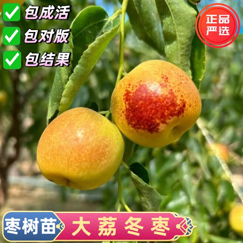 陕西大荔冬枣树苗嫁接特大脆甜枣树活苗耐寒南北方四季种植果树苗