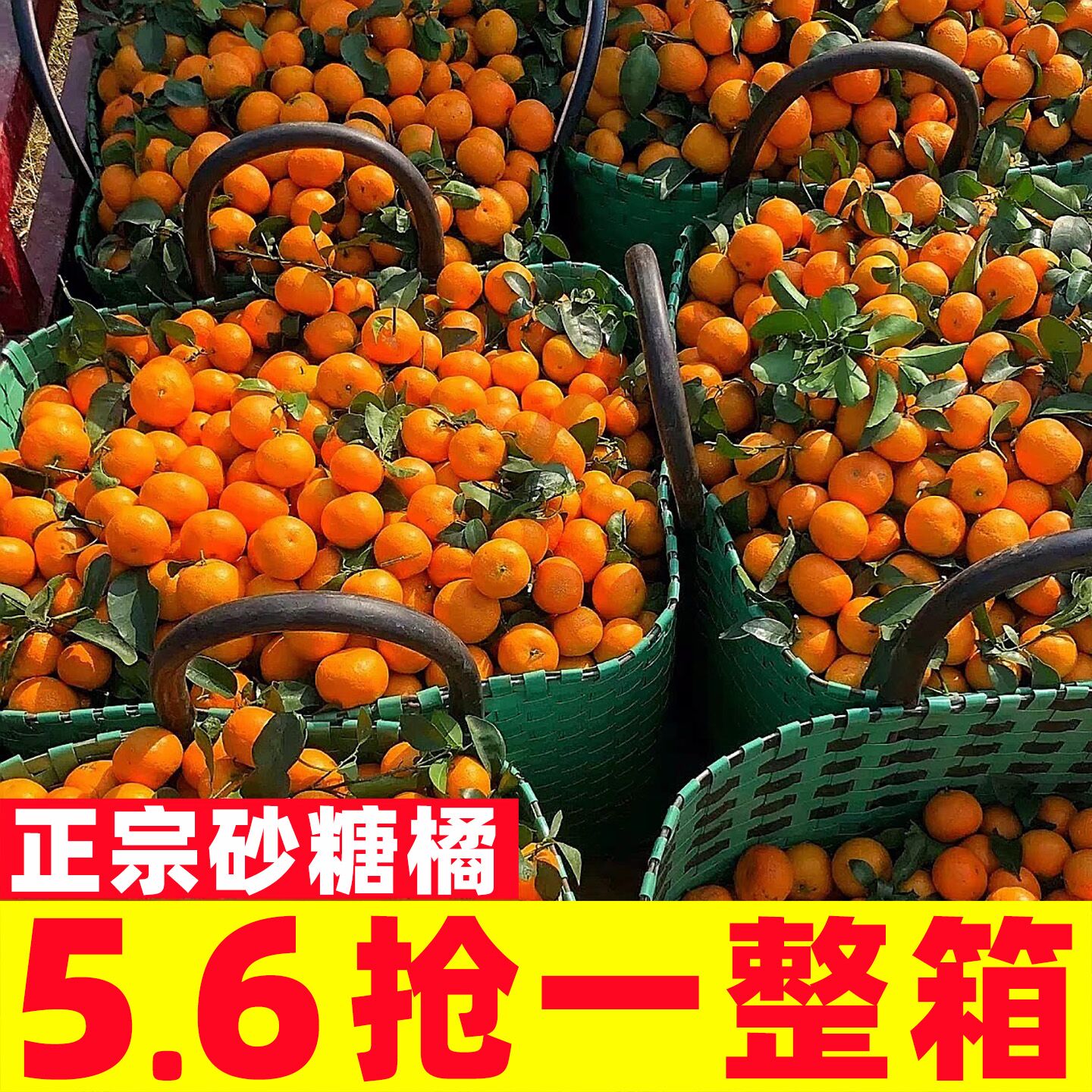 2025现摘正宗广西砂糖橘当季橘子桔子新鲜桔子农家自种应季包邮