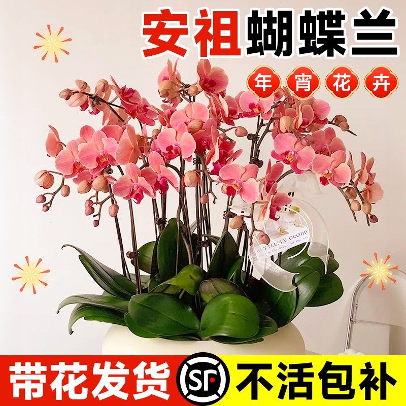 速发蝴蝶兰带栽盆花苞级物花盆大花苗客厅室内年宵花卉轻奢高植感