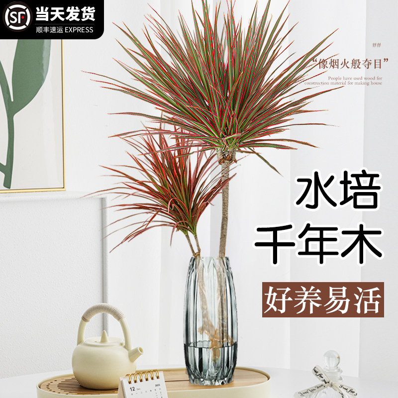 速发水培植物千年木人植客厅室内老桩七彩铁盆栽办公室懒绿好养活