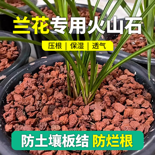 速发兰花火山石室内花卉盆栽铺面鱼缸龟造缸景滤材火山岩底砂颗粒