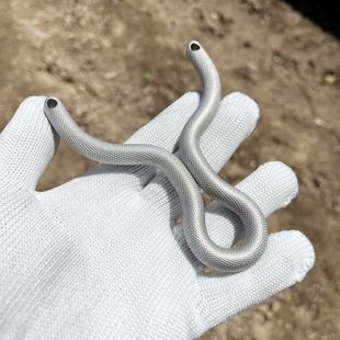 顽客304不锈钢手工冷弯卡球单卡弹弓压花蛇纹滚花纹传统弹弓新款