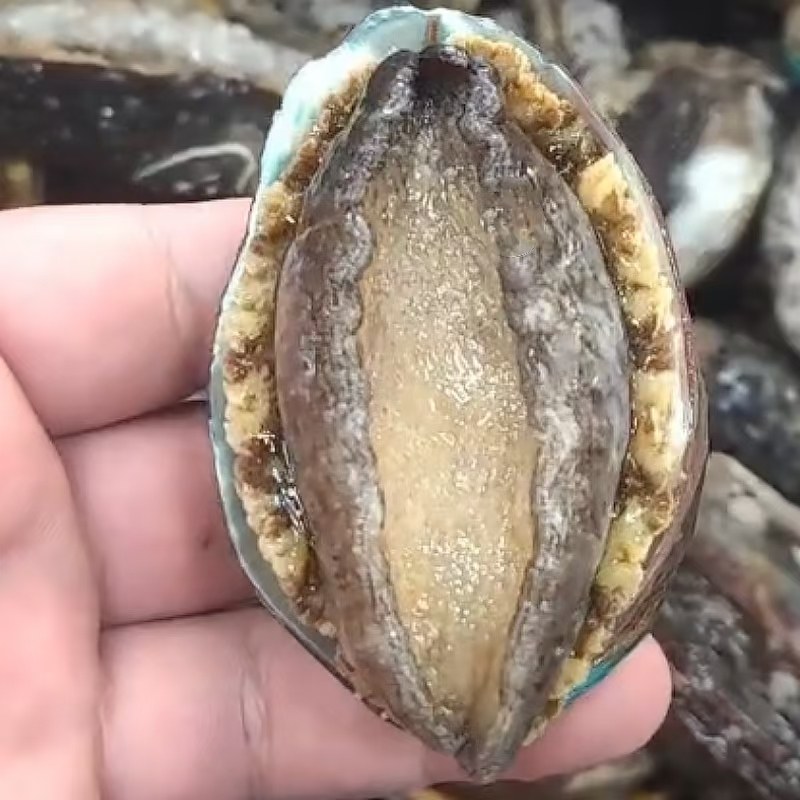 活冻特大鲍鱼带壳带内脏内脏可熬汤壳可摆盘火锅酒店商用批发,水产肉类/新鲜蔬果/熟食,鲍鱼,淘宝优惠券,粉丝福利购,淘宝优惠卷