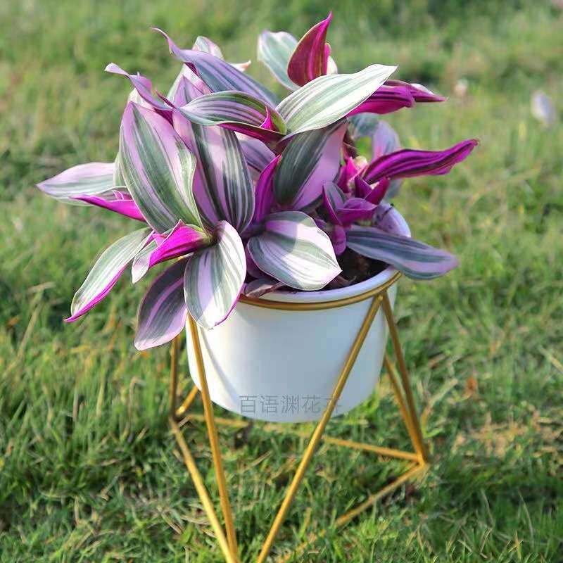 油画婚礼吊兰大颗多肉锦紫露兰桌面盆栽花卉植物室内阳台水培绿植