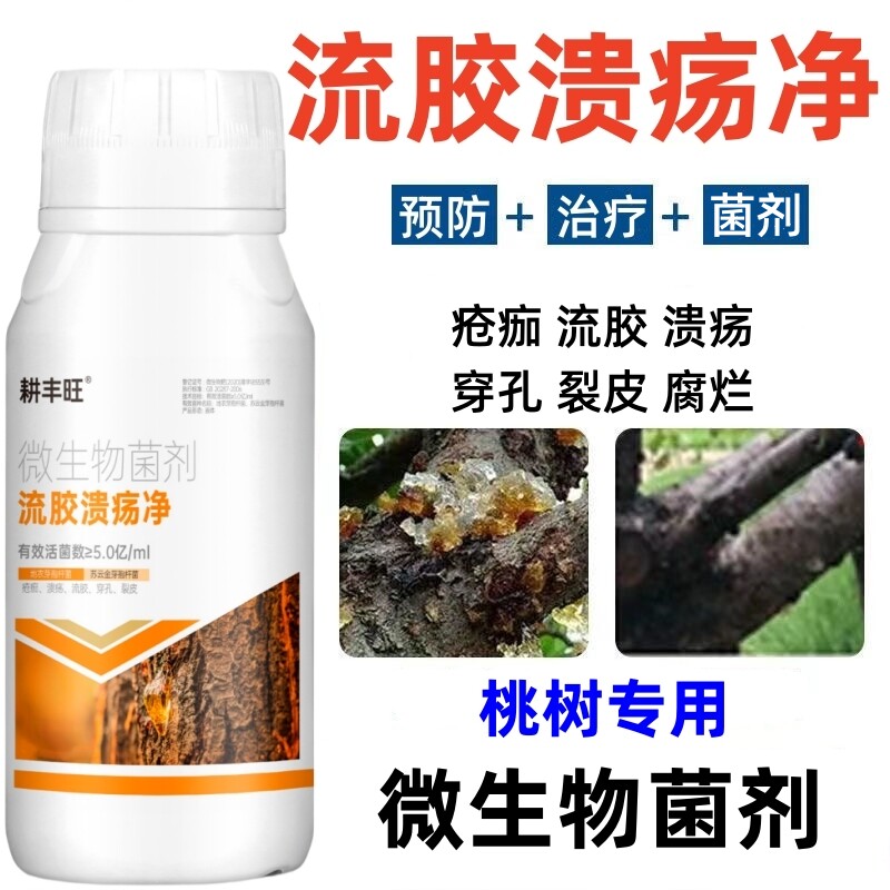 桃树流胶病专用药果树流胶一喷净桃树疮痂病穿孔溃疡病桃树流胶药