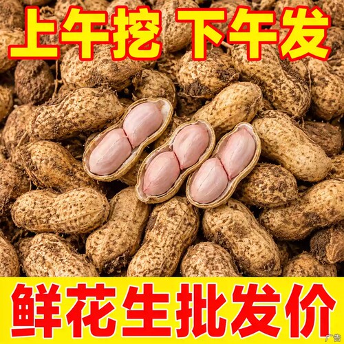 现挖当季2026年农家自种新鲜湿花生带壳粉皮红皮小花生小粒泥花生