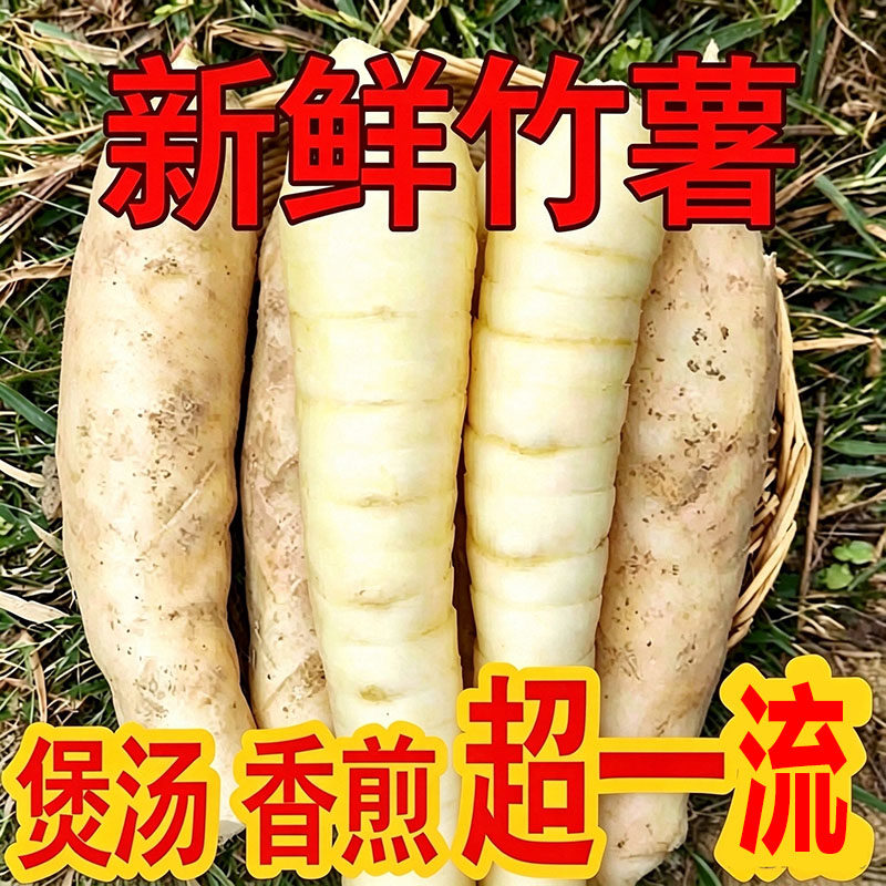 高州竹薯广东特产冬粉薯竹芋粉糯香甜新鲜当季现挖现发香煎炒煲汤
