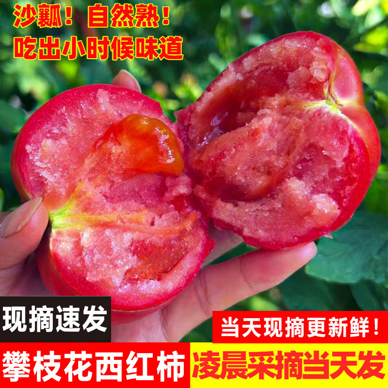 现摘老品种老味道沙瓤番茄新鲜生吃的蔬菜自然熟西红柿5斤包邮,水产肉类/新鲜蔬果/熟食,番茄,淘宝优惠券,粉丝福利购,淘宝优惠卷