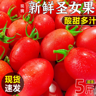 圣女果新鲜现摘6斤包邮樱桃小番茄西红柿非千禧当季农家蔬菜水果