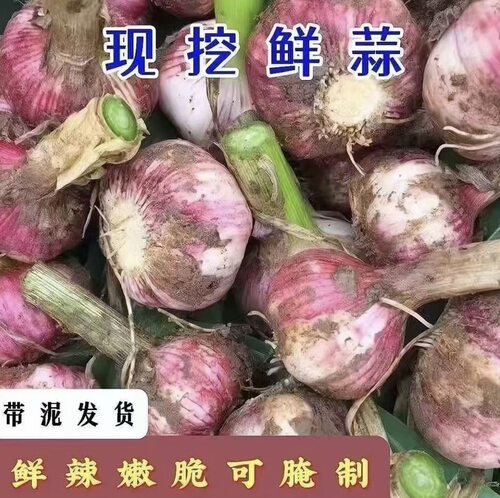 现挖紫皮大蒜湿蒜5斤新鲜大蒜头