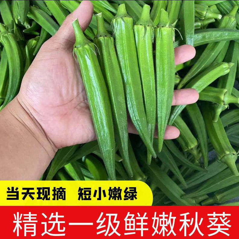 现货福建新鲜水果秋葵黄秋葵羊角豆农家现摘现发1/3/5斤绿色蔬菜
