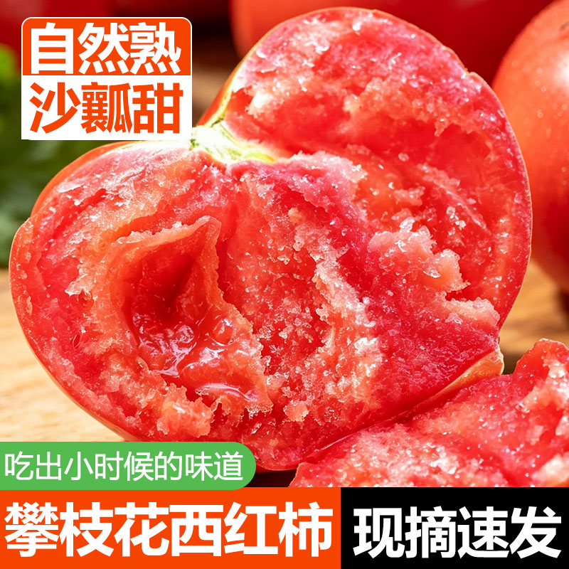 现摘露天沙瓤西红柿新鲜自然熟