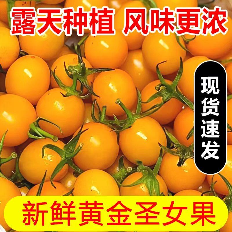 新鲜黄金圣女果5斤樱桃小番茄现摘自然熟酸甜黄皮西红柿水果包邮